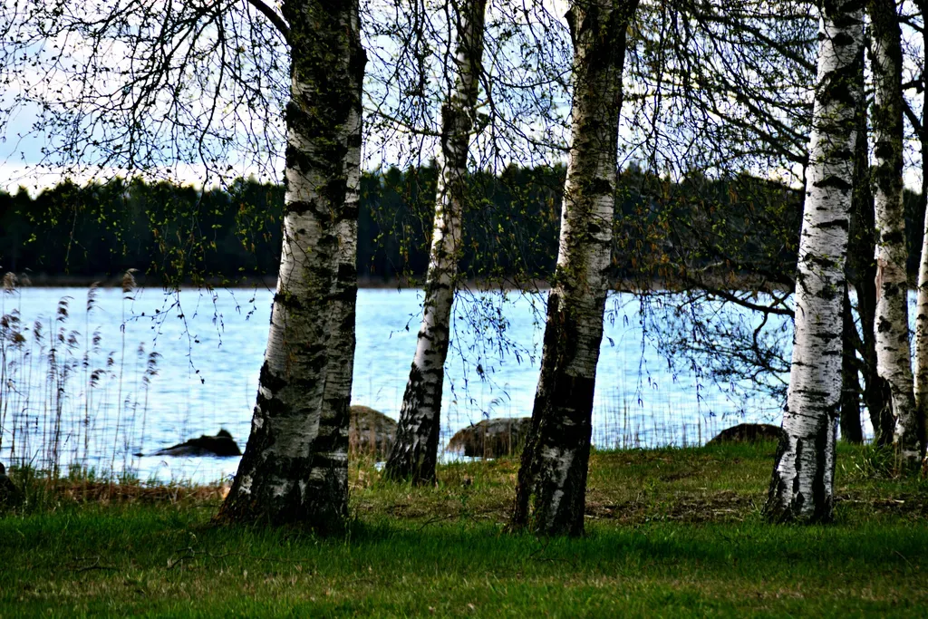 Birch trees stand by a calm lake with reeds