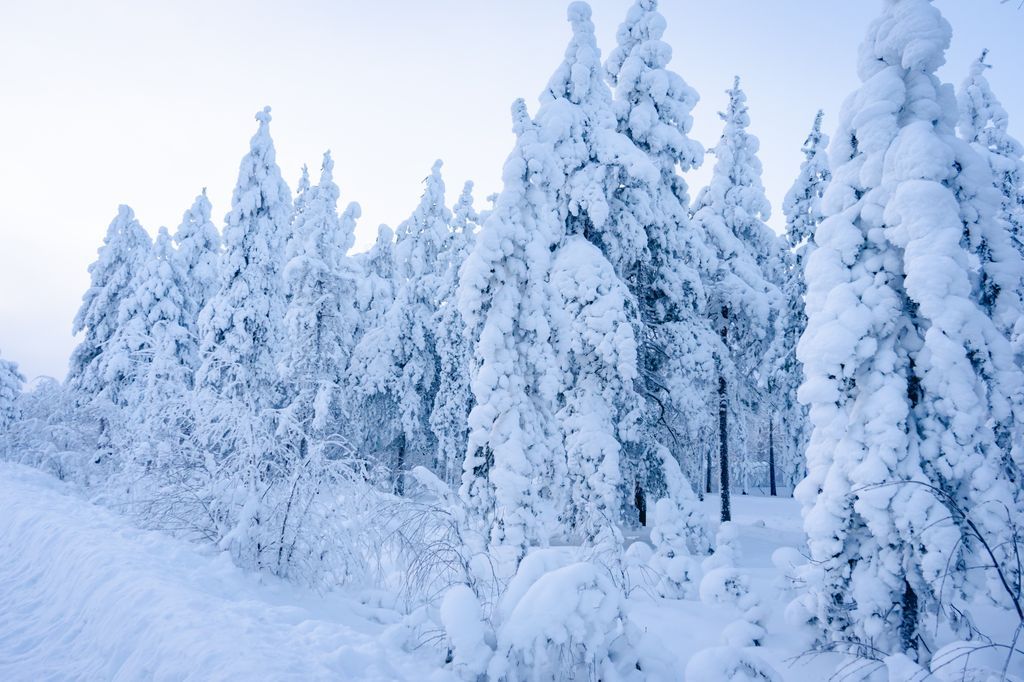 snow-trees.jpg
